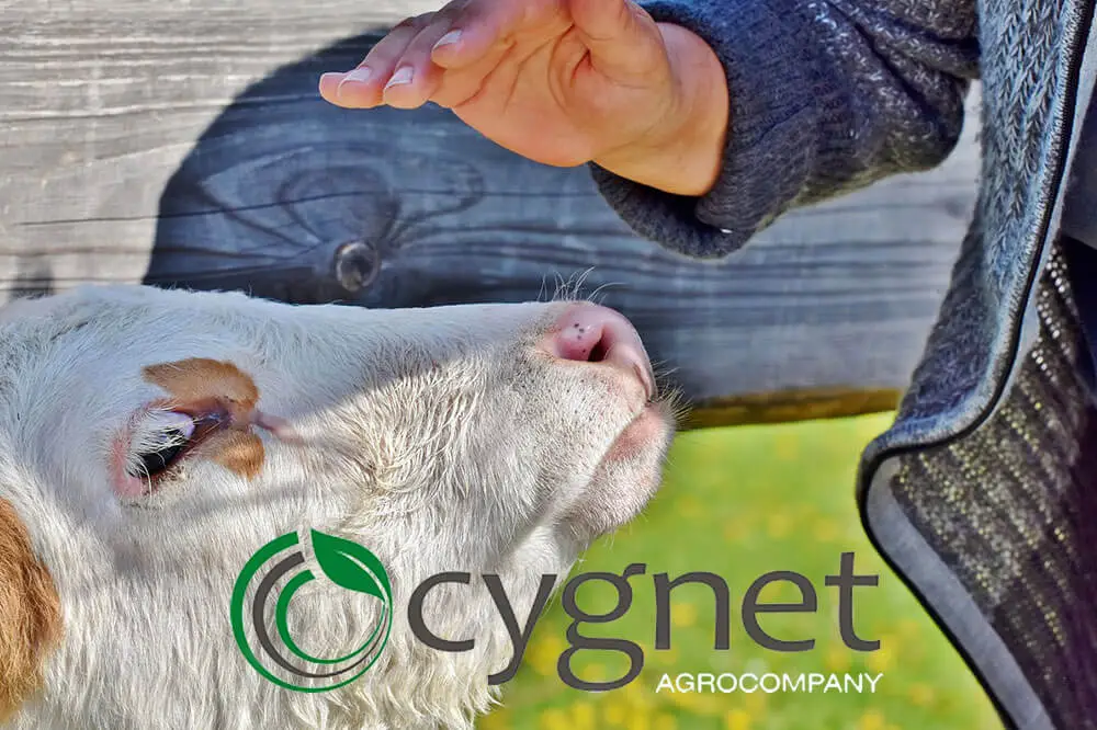 Агрохолдинг Cygnet впроваджує корпоративну систему управління закупівлями APS Smart